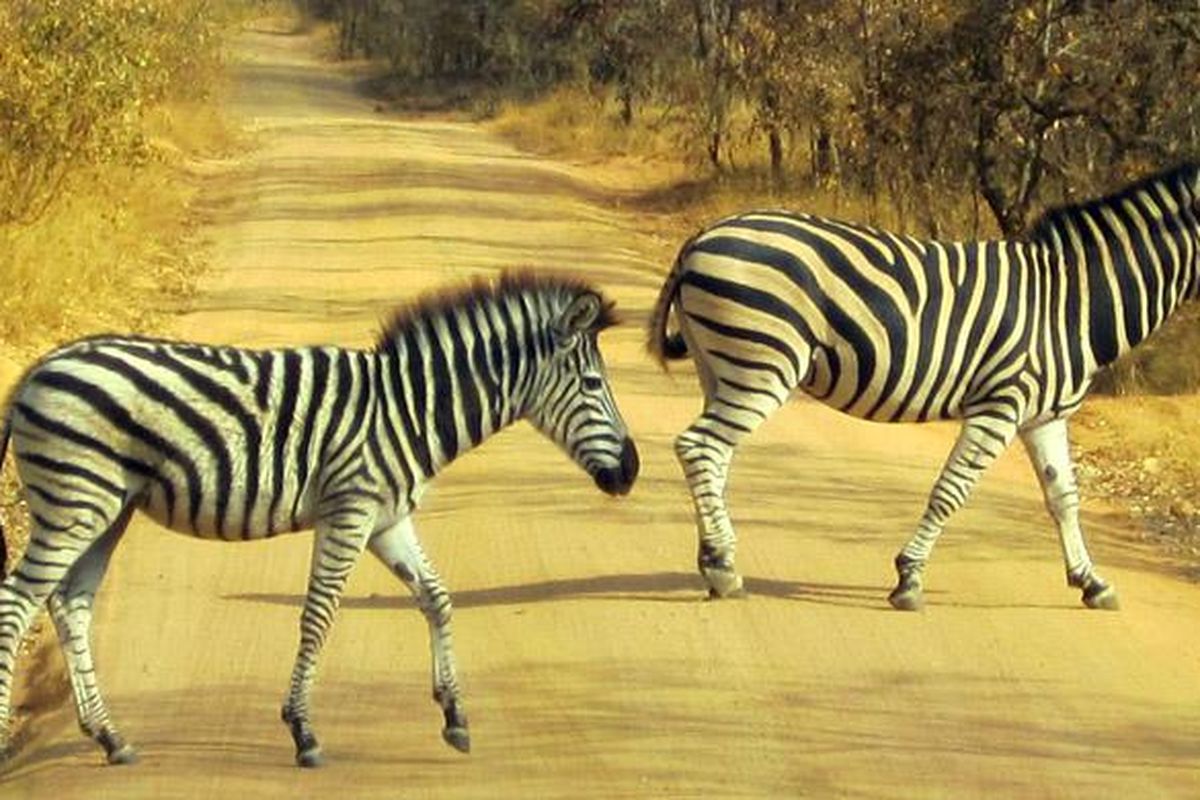 Rombongan Zebra melintasi jalur kendaraan saat bersafari.