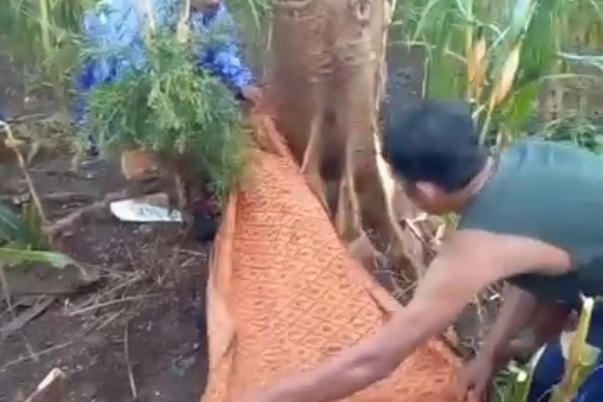 Seorang petani asal Desa Banjarimbo, Kecamatan Lumbang, Kabupaten Pasuruan tewas tersambar petir di area Perhutani di Desa Sanganom, Kecamatan Nguling, Kabupaten Pasuruan, Jawa Timur, Kamis (13/03/2025) 