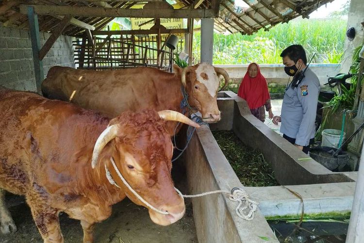 Petugas Kepolisian Resor (Polres) Malang meninjau kondisi kesehatan sapi di salah satu pertenak di Kabupaten Malang, Rabu (11/5/2022).