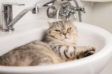 7 Alasan Kucing Senang Berada di Kamar Mandi