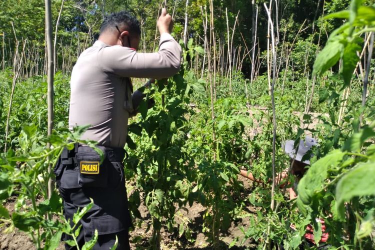 Brigadir Kepala Nasrul Ikhwan Ninong bersama Matias Moruk, warga Desa Maneikun, Kecamatan Lasioat, Kabupaten Belu, Nusa Tenggara Timur, saat membersihkan pohon tomat
