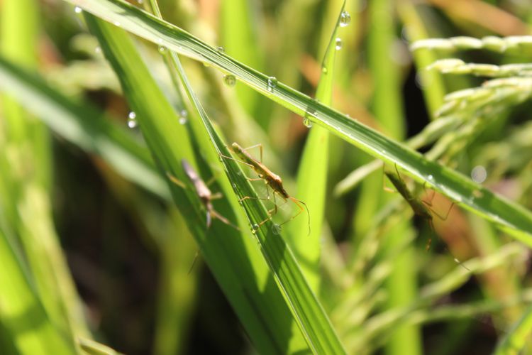 Ilustrasi hama wereng pada tanaman padi. 