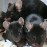 Sperma Tikus Bertahan 6 Tahun di ISS, Akankah Jadi Jawaban Cara Bereproduksi di Luar Angkasa?