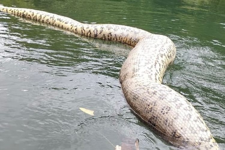 Ular terbesar di dunia berjenis anakonda bernama Ana Julia yang baru saja ditemukan mati diduga karena ditembak pemburu.