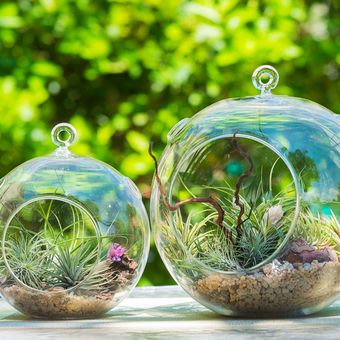 Ilustrasi Terrarium