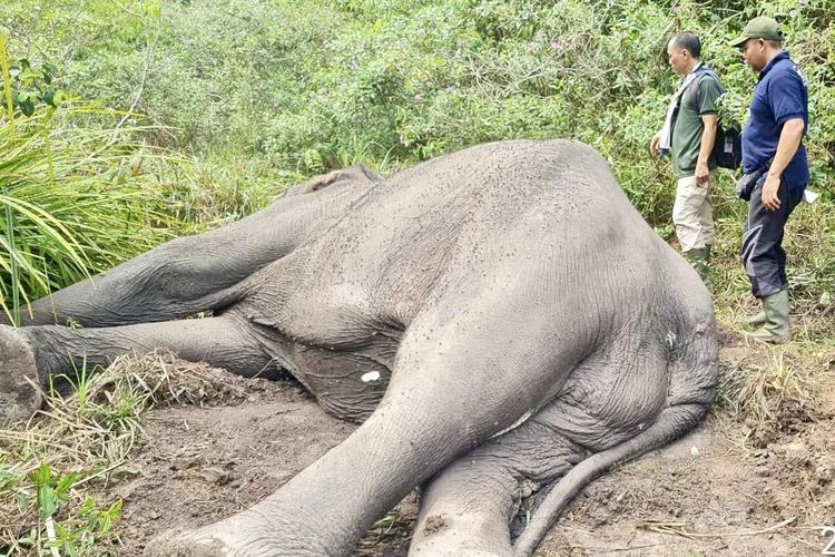 Dugul, gajah dewas soliter yang ditemukan mati di TNWK, Minggu (24/12/2023).