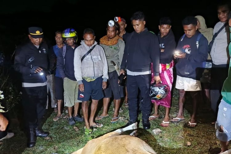 Sapi Milik Seorang Nenek di Malaka Ditembak Orang Tak Dikenal, Seekor Mati dan Satu Luka