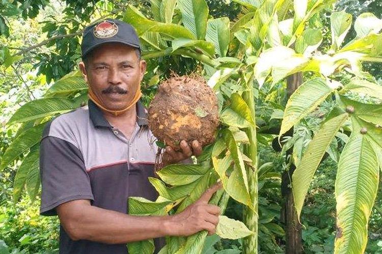 Mujiono (56), seorang petani asal Desa Durenan, Kecamatan Gemarang, Kabupaten Madiun sukses membudidayakan porang.