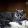 Mengenal Kucing British Shorthair yang Dipelihara Gisella Anastasia
