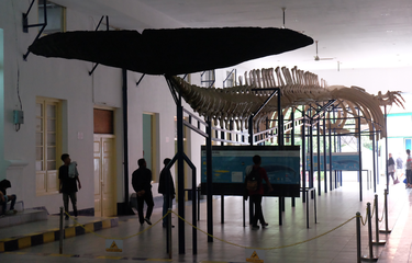 Museum Zoologi