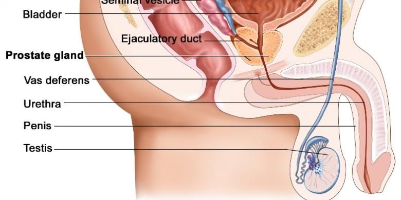 Ilustrasi anatomi organ reproduksi pria