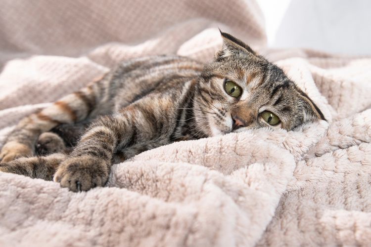 5 Alasan Mengapa Anda Tidak Boleh Memarahi Kucing Peliharaan