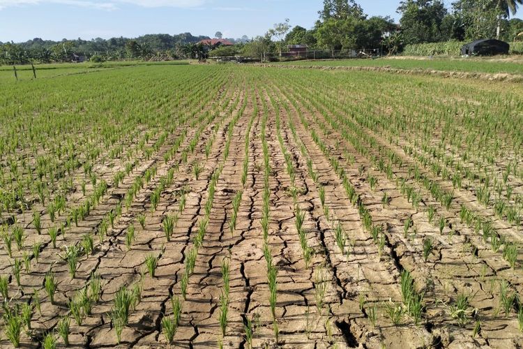 BMKG: Ini Wilayah di Kalimantan yang Diprediksi Alami Kemarau Lebih Panjang 2026