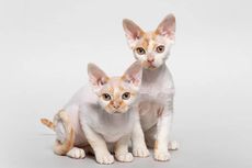 Mengenal Ras Kucing Devon Rex, Karakteristik dan Cara Perawatannya