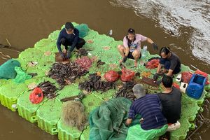 Mengintip Dapur Pengolahan Ikan Sapu-sapu di Kolong Jembatan Kalibata