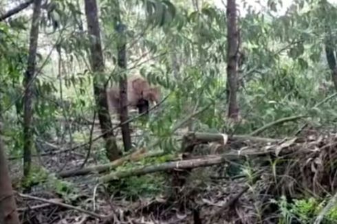 Animals Gone Wild: Two Wild Elephants Roam around Village in Indonesia’s Riau