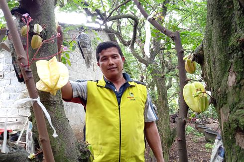 Berkunjung ke Kebun Belimbing yang Masih Tersisa di Kota Belimbing Depok...