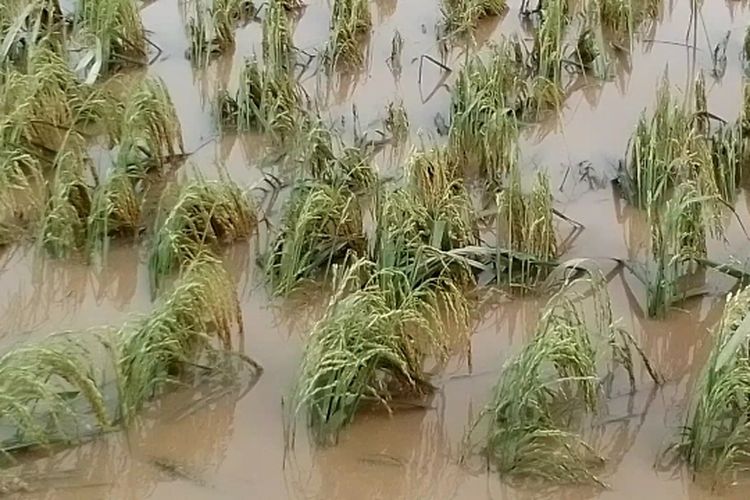 Sedikitnya 300 hektar tanaman padi siap panen, mengalami kerusakan akibat terendam banjir luapan Sungai Salu Battang, Kelurahan Salu Battang, Kecamatan Tellu Wanua, Kota Palopo, Sulawesi Selatan, Senin (10/10/2022) pagi.