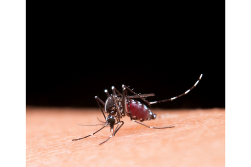 Musim Hujan, 6 Penyebab Nyamuk Bersarang di Rumah
