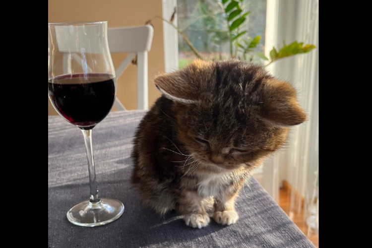 Kucing bernama Francis yang usianya 13 tahun namun badanya tidak lebih tinggi dari gelas wine. Ini kisahnya