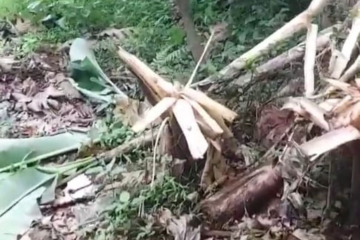 Sejumlah pohon pisang milik warga di kawasan Duren Mekar, Bojongsari, Kota Depok, Jawa Barat ditemukan rusak bahkan tumbang pada Minggu (28/11/2021) pagi.
