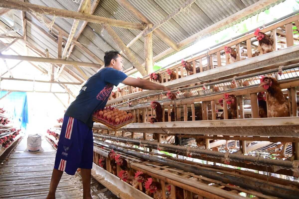 Peternak ayam petelur di Kabupaten Malang saat memanen telur ayam ras.