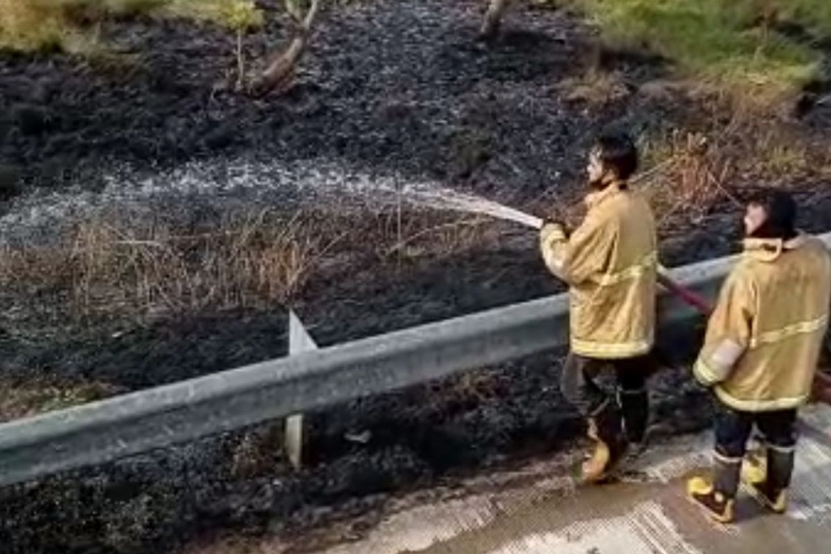 Petugas melakukan pemadaman lahan ilalang yang terbakar, di samping ruas tol Pejagan- Pemalang KM 268, masuk wilayah Kecamatan Wanasari, Brebes, Senin (19/9/2022). (Foto Dok. PPTR)