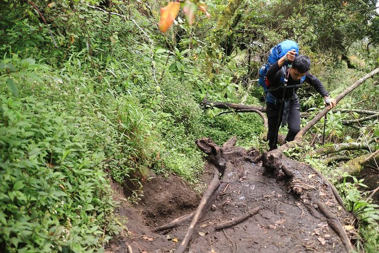 Pendaki menyusuri jalur pendakian Gunung Slamet via Bambangan, Purbalingga, Jawa Tengah. Gunung Slamet merupakan salah satu gunung api aktif di Indonesia.