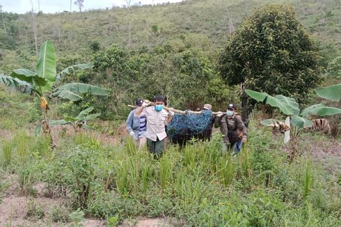 Hutan Dirambah Jadi Perkebunan, Orangutan Makan Tanaman Petani