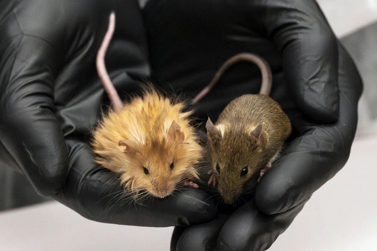 Tampilan tikus berbulu hasil rekayasa genetika (kiri) dan tikus biasa (kanan)