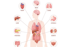 10 Organ Terberat pada Tubuh Manusia, Mana Saja?