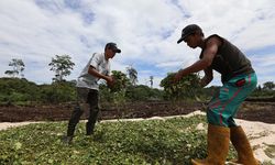 Nilam, Harapan, dan Mimpi Besar Aceh Jadi Kota Parfum Kedua setelah Grasse Prancis