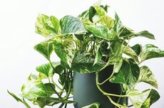 Bea Cukai Dibekukan Soeharto Gara-gara Jadi Sarang Pungli