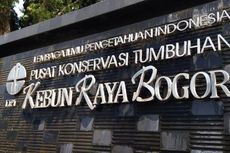 Dua Orang Masih Dirawat akibat Sengatan Tawon di Kebun Raya Bogor