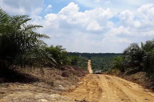 9 Perambah Hutan Lindung di Riau Ditangkap, Mengaku Punya Surat Tanah