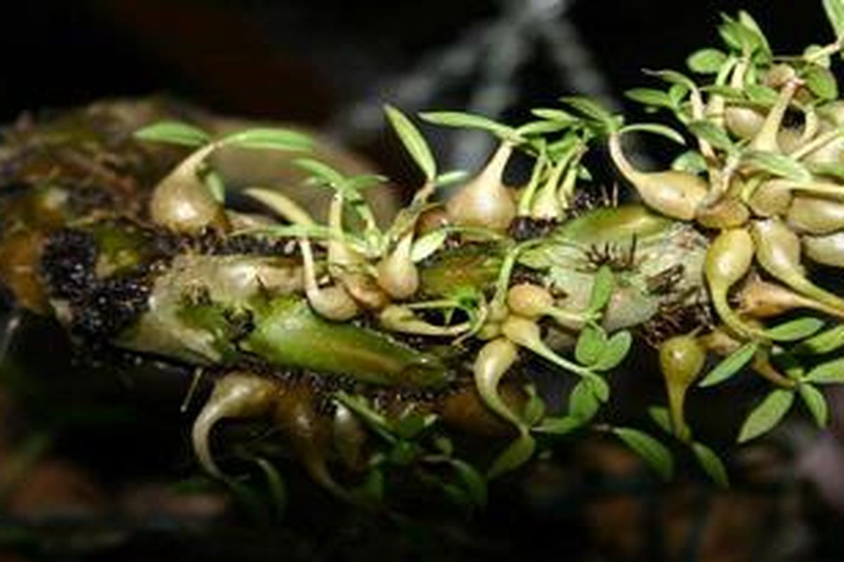 Sarang semut (Myrmecodia Sp)