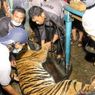 Seekor Harimau Sumatera Terjerat Perangkap Babi, Begini Kondisinya