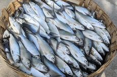 Permintaan "Seafood" Global Tinggi Jadi Peluang Aruna Perkuat Bisnis