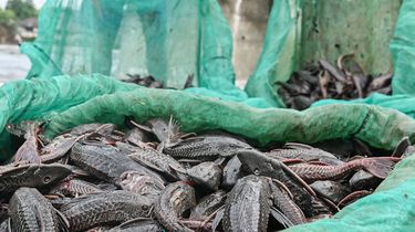 Pakar BRIN Ingatkan Risiko Bioakumulasi Logam Berat pada Ikan Sapu-sapu Jakarta
