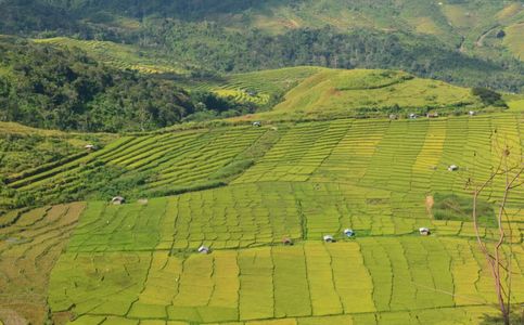 Indonesia Starts Development of Food Estate Program in Central Kalimantan