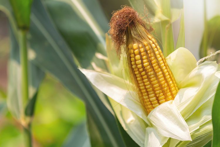 Zea mays, nama ilmiah tanaman jagung