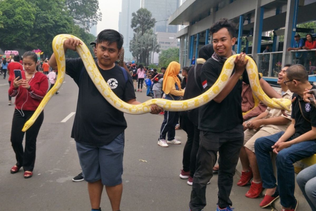 Ular sanca dengan panjang sekitar 3 meter dipamerkan di Jalan MH Thamrin tepatnya di depan Sarinah, Jakarta Pusat, Minggu (9/12/2018). 