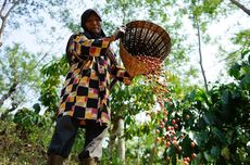 Antam Gandeng Petani Kolaka Optimalkan Produktivitas Kopi dan Kakao