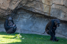 Kisah Pilu Simpanse yang Berduka, Gendong Sang Bayi yang Mati Selama Berbulan-bulan
