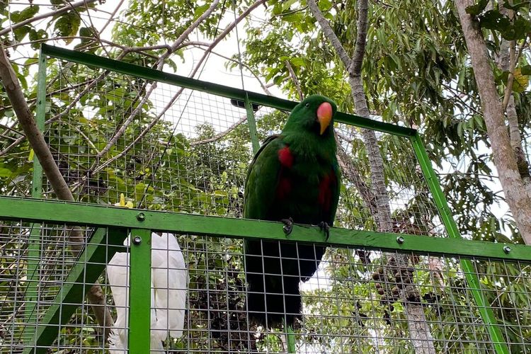 Dua ekor burung Nuri dan Kakatua, saat dilepaskan kembali ke alam di Kampung Repang Muaif, Distrik Nombokrang, Kabupaten Jayapura, Papua, Sabtu (21/05/2022).