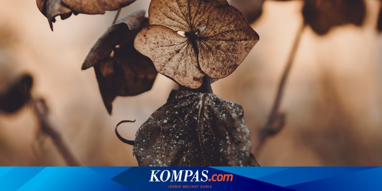 Cara Menyelamatkan Tanaman yang Hampir Mati