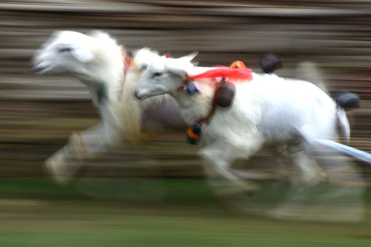 Karapan kambing di lapangan Sumberasih, Probolinggo, Jawa Timur. Dua pasang kambing dipacu untuk mencari yang tercepat. Hanya saja joki karapan kambing tidak menaiki keleles seperti karapan sapi, melainkan berlari di belakangnya.