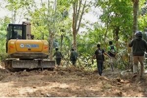 40 Hektare Zona Inti TNBBS Dirambah Jadi Kebun Sawit dan Kopi, 4 Orang Ditahan