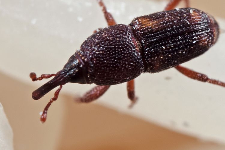 Ilustrasi kutu beras. 