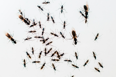Tips Membasmi Semut Terbang dan Mencegahnya Kembali